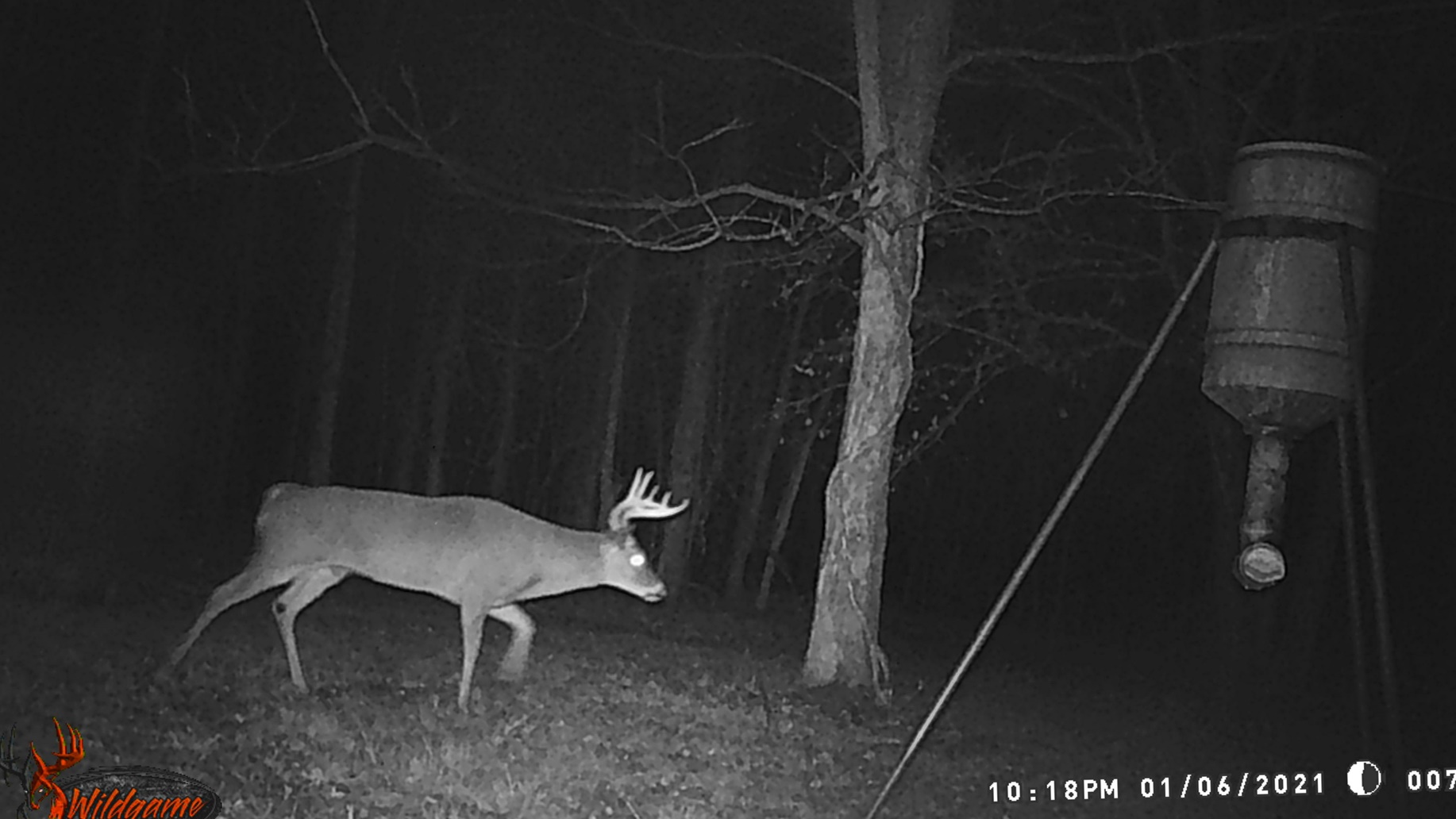A Deer Walking in the Woods Shot in Night Vision