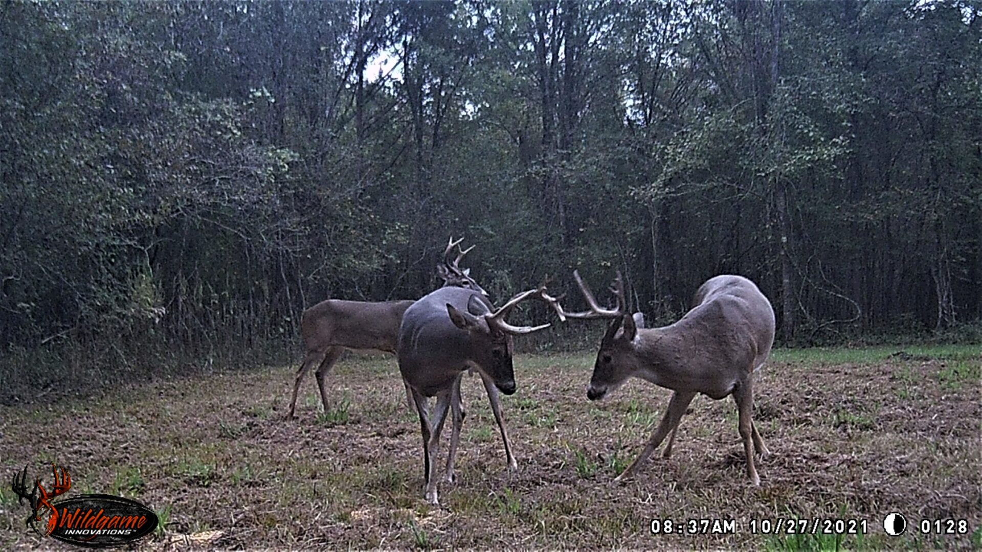 Two Deer Fighting With Horns in the Open
