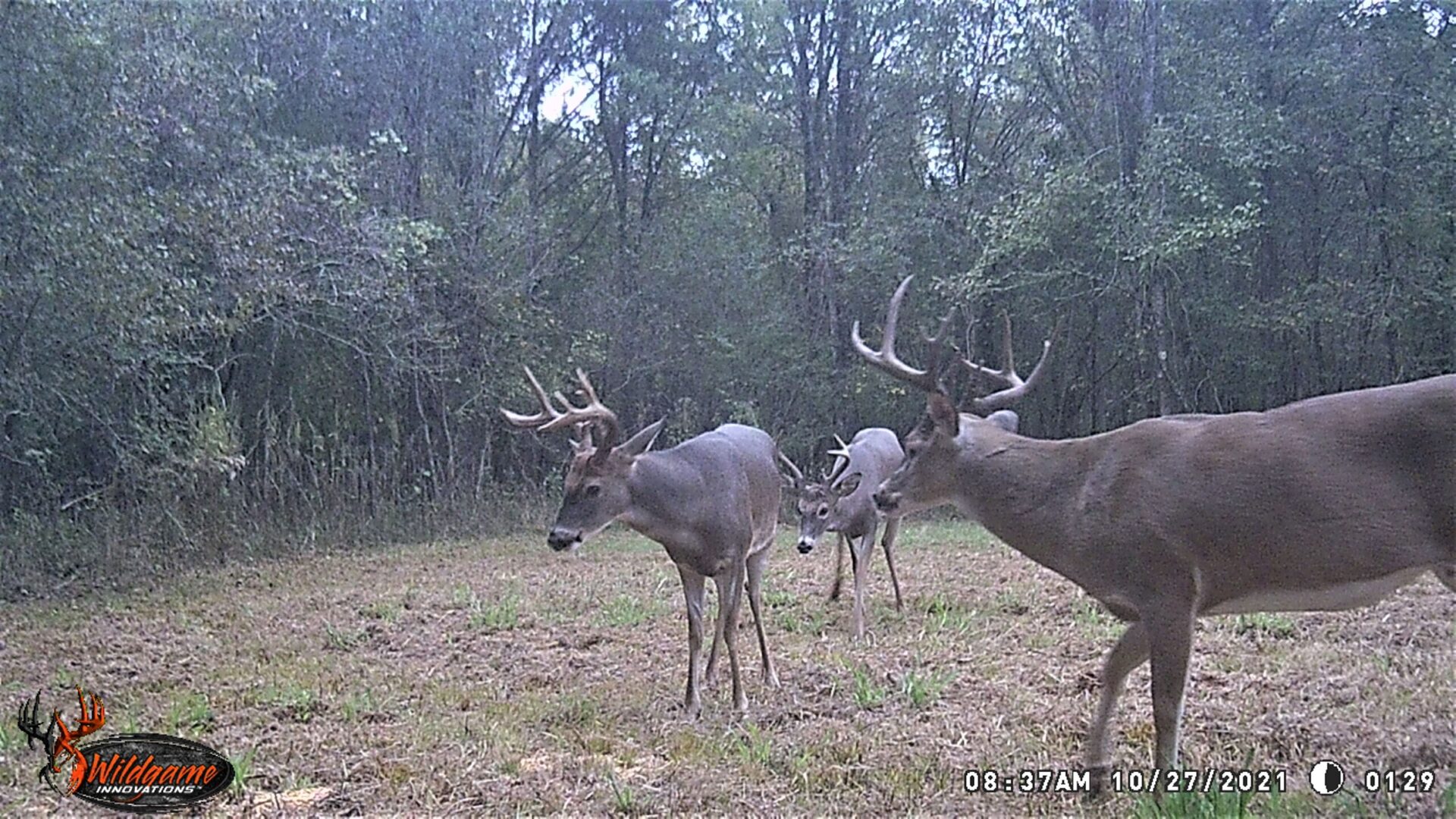 Three Deers Walking in the Open