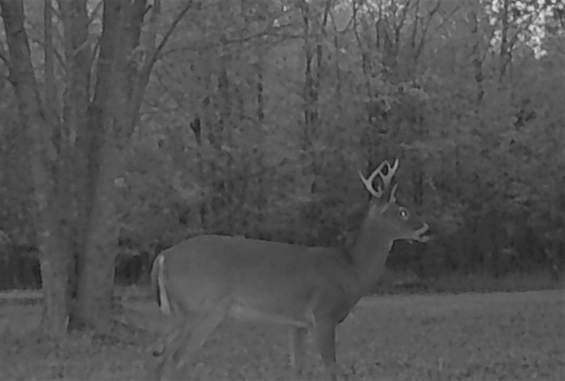 A Deer in Night Vision Camera Shot Side