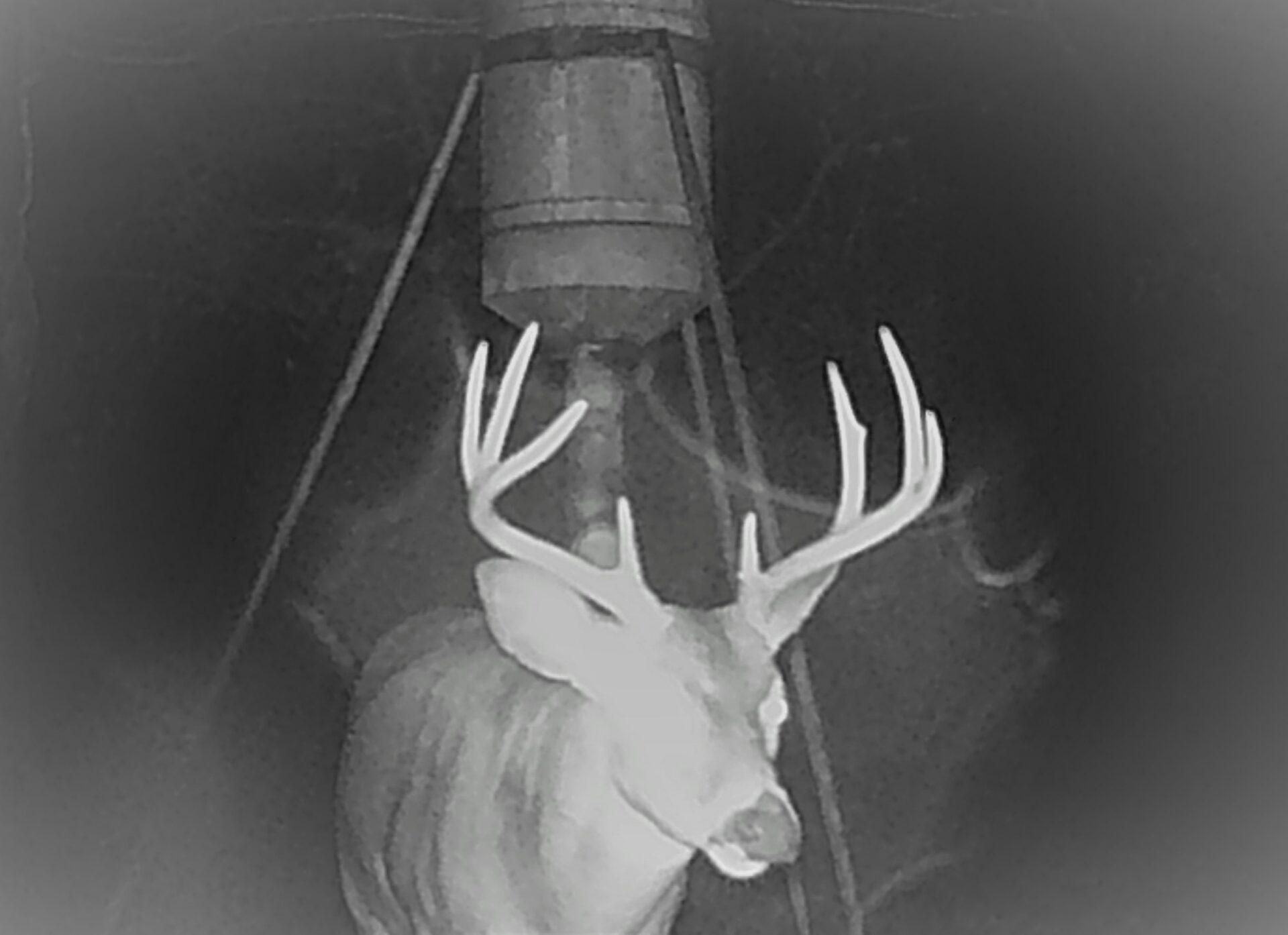 The Front of a Deer in Night Vision Camera